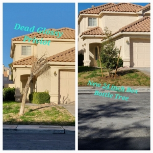 Photo of Sagos Landscape Tree Service
