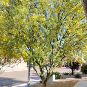 Photo of Sagos Landscape Tree Service