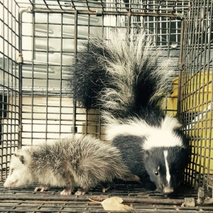 Photo of All Star Animal Trapping